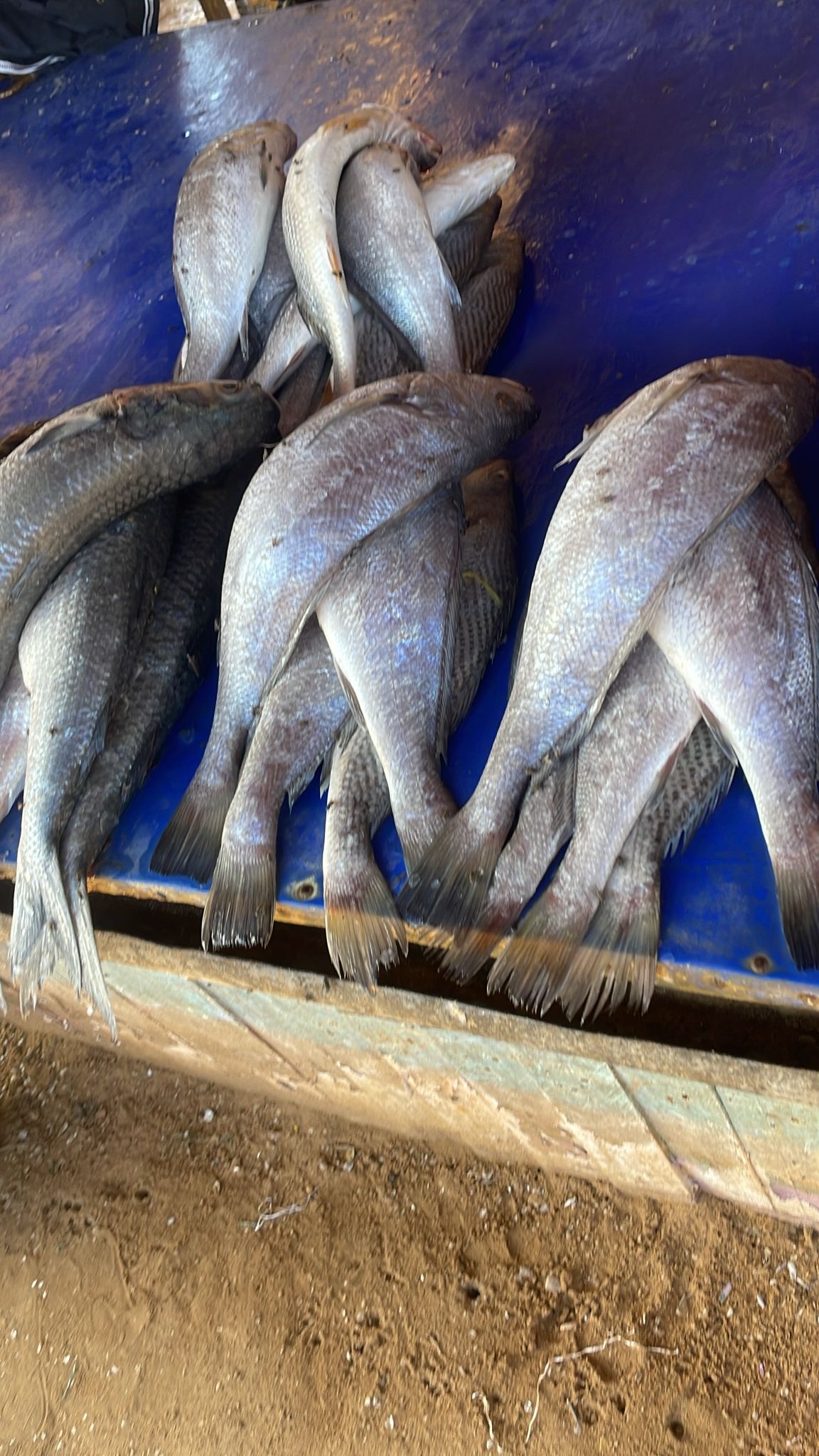 Bateau de pêche – ORION FISH