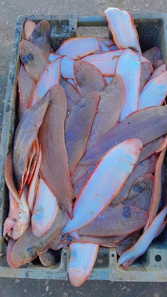 Océan & sourcing – ORION FISH