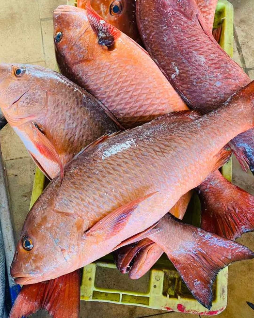 Mer & logistique – ORION FISH