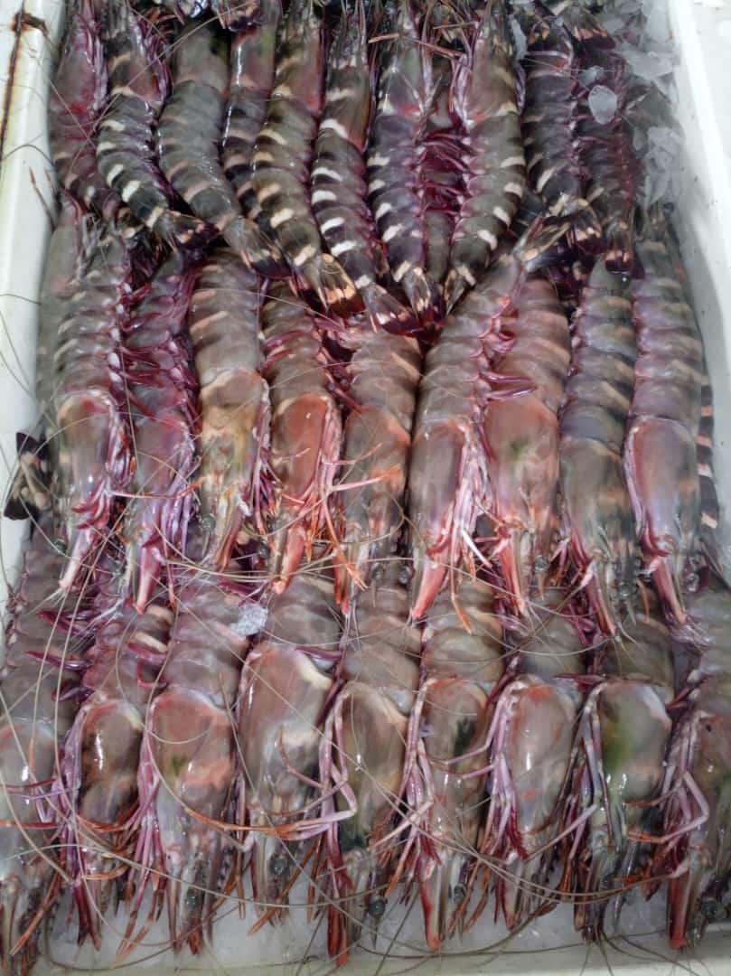 Pêche – ORION FISH