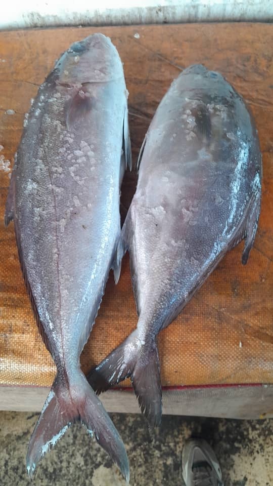 Crevettes surgelées – ORION FISH